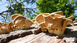 759005724_Lentinus_strigosus__20250611.thumb.JPG.8e9513abaa1a395e56a2a95c02e63b7f.JPG