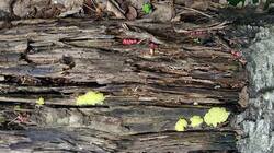 935107935_06-25-06-(3).thumb.jpg.a9ae6503c559cf4fa319437863656a07.jpg