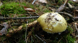 Amanita_gemmata.thumb.JPG.81387e3eed5984f8003d978bdca192ee.JPG