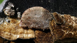 Coriolopsis__gallica_AWP_20250609.thumb.JPG.96976c9332354a23858bee0b5f637a7e.JPG