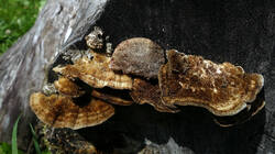 Coriolopsis_gallica_AWP_20250609.thumb.JPG.946f2829270bd54827ee1db48946fa6b.JPG