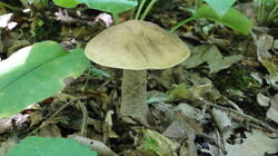 DSC05757.thumb.JPG.24d52efa3426217d0f0a1c137e4529fb.JPG