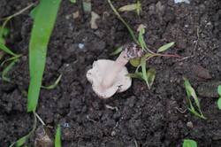 DSC05810.jpg