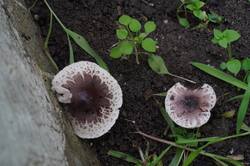 DSC05866.jpg