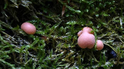 DSC08146.thumb.JPG.ef7fbbed89a350583e740ee5b8b9ce4d.JPG