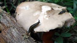 DSC08193.thumb.JPG.812ee77bca6c48b1c0ead6f58e76a642.JPG