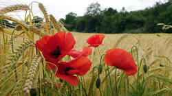 DSC08220.thumb.JPG.09f26fa1bfc490eb7b6e2c5870c10dd3.JPG