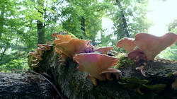 DSC08299.thumb.JPG.78ce3a11200ab6aeff2c43a4e733af64.JPG