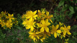 DSC08301.thumb.JPG.bd69cf2e9cd86bcb3bf54cf51cafcaee.JPG