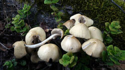 DSC08315.thumb.JPG.ffd296bb42c4d27f0e118460414d54c9.JPG