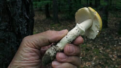 DSC08333.thumb.JPG.fb1c317ee591938fe7424b20ee05c3e8.JPG