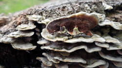 DSC08361.thumb.JPG.b5717ace4a813c325beb2870b5b169ca.JPG