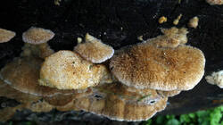 DSC08366.thumb.JPG.1459aa1962e8a5c5e053bb314970fc5b.JPG