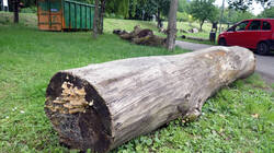 DSC08372.thumb.JPG.f823487c781afb71bf8396dee949a382.JPG
