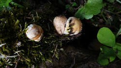 DSC08376.thumb.JPG.3c5f6df8003435116975c5c10995b4f4.JPG
