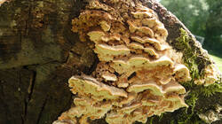 DSC08378.thumb.JPG.c039dcabd4cb14d02c392514d63cef09.JPG