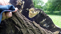 DSC08384.thumb.JPG.09c3221cca37d0a5337ee4f53bf7f7c9.JPG