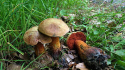 DSC08442.thumb.JPG.57e747130a0e7ac2c442b74fd8dd489b.JPG