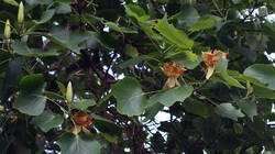 DSC08503.thumb.JPG.7d2c99c7534a27b15164e972e1867eb6.JPG