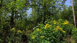 DSC08604.thumb.JPG.b048a7afd538b46964e13711b4b5aa6c.JPG