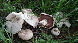 DSC08762.thumb.JPG.a327f8b5eeb5d5537ff874494aeaa742.JPG