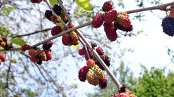DSC08773.thumb.JPG.0df19b70a979a586d2631eeafe31e90f.JPG