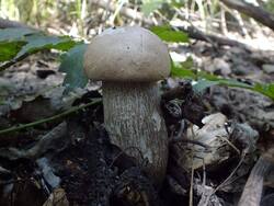 DSCF0843.thumb.JPG.c129aa9acd7855f33ceba1b15d117716.JPG