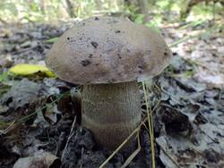 DSCF0860.thumb.JPG.ef3aa6d5f0aae209d686cbb8f5cf6aa5.JPG