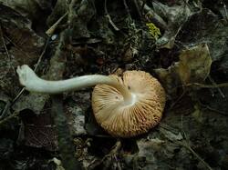 DSCF0899.thumb.JPG.d4a8d082fb1d6cb3d58d4accfd3d9418.JPG