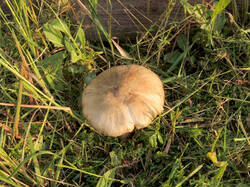 DSCN0045.thumb.jpg.dd36d1d1337a57a8d7acefa6a76991fd.jpg