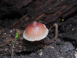 DSCN0283.thumb.JPG.c91a2f3b2ff6d47e5ddb9c2bcb402e07.JPG