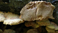 Hapalopilus_rutilans_AWP_20250620.thumb.JPG.6ee9a85a2ad6e32c3ce23bafb7890bf7.JPG