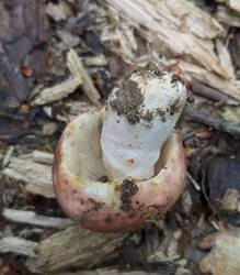 IMG-20250530-WA0216.thumb.jpg.9656f203f1da32eed95446e5e1d4c1ee.jpg