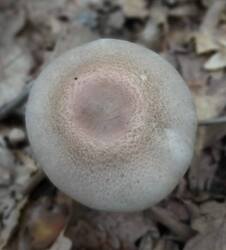 IMG-20250530-WA0225.thumb.jpg.be4a584c87fa6942ffd8f959c3833c98.jpg