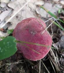 IMG-20250530-WA0228.thumb.jpg.635e1b7d046a06c96eb636be7dbfd580.jpg