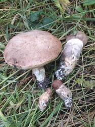 IMG-20250530-WA0288.thumb.jpg.4ab0697f63b56cbdadc0cb74244e2d31.jpg