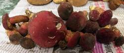 IMG-20250603-WA0211.thumb.jpg.97633cb9b72f2f6f32ed508679298ad3.jpg