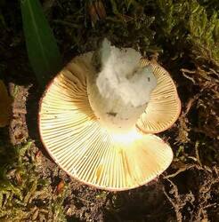 IMG-20250603-WA0215.thumb.jpg.72b115ef478a3bd64a8468c19748eb6e.jpg