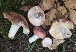 IMG-20250603-WA0216.thumb.jpg.92729d38c848847b14db4a28365f4093.jpg