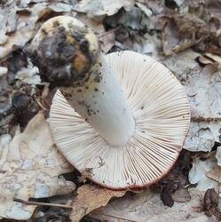 IMG-20250603-WA0222.thumb.jpg.e66dceb2c264c8d4b4680783b8ab6355.jpg
