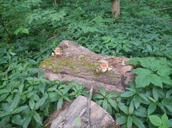 IMG-20250605-WA0018.jpg