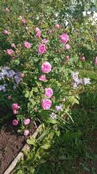 IMG-20250608-WA0046.thumb.jpg.a5bc16c6b9e0b2dae12127fb97a8c567.jpg