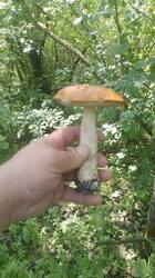 IMG-20250609-WA0001.jpg