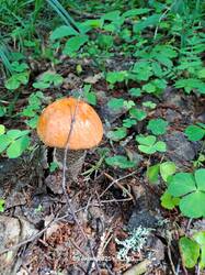 IMG-20250609-WA0017.jpg