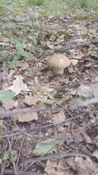 IMG-20250611-WA0006.jpg
