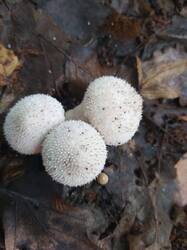 IMG-20250611-WA0067.thumb.jpg.beddfaf6c468aebaa69a440fb03e2f49.jpg
