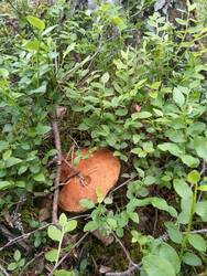 IMG-20250612-WA0015.jpg