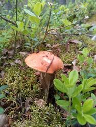 IMG-20250612-WA0016.jpg
