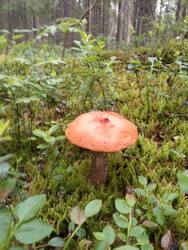 IMG-20250612-WA0017.jpg