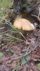 IMG-20250619-WA0011.jpg